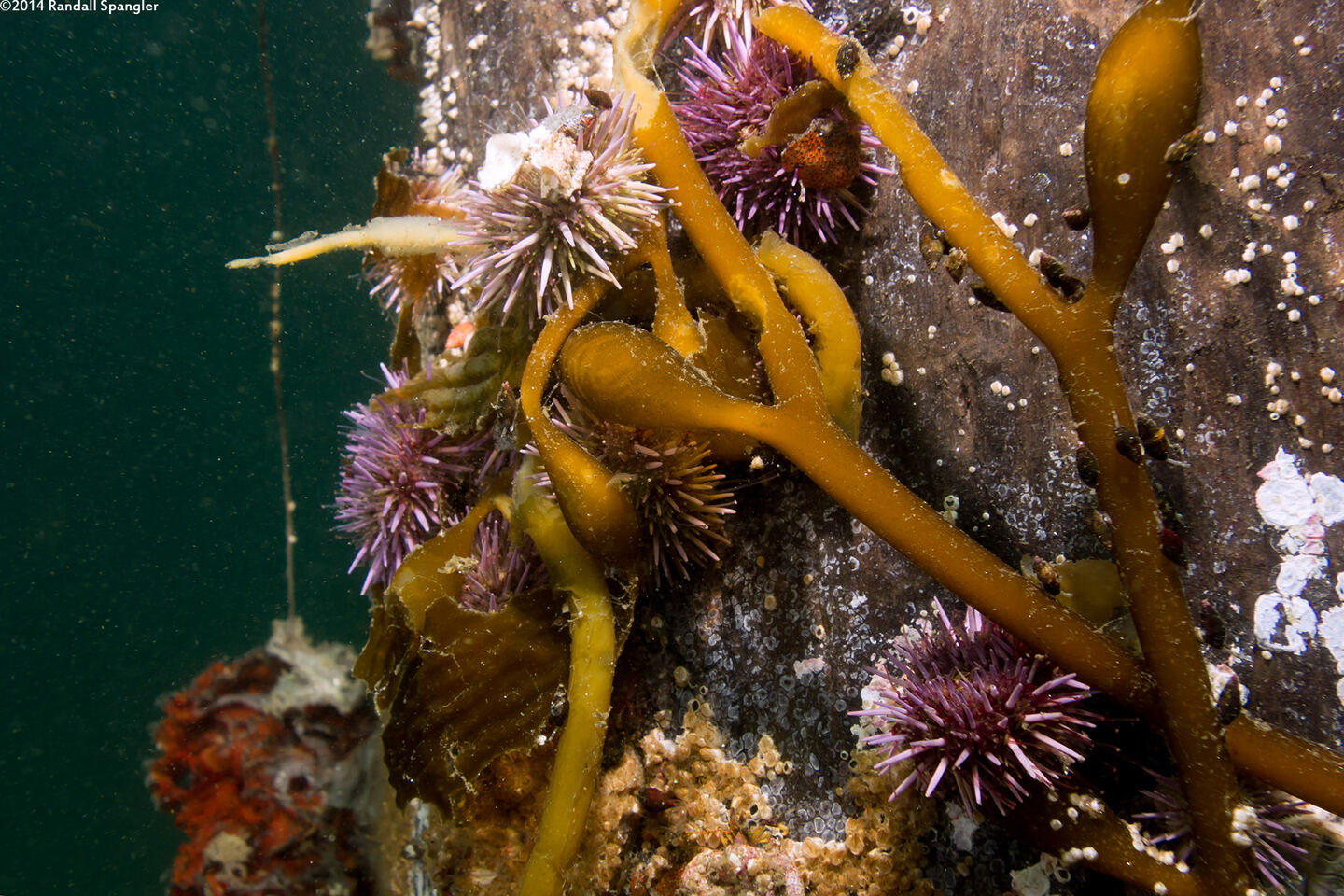 Strongylocentrotus purpuratus (Purple Sea Urchin)