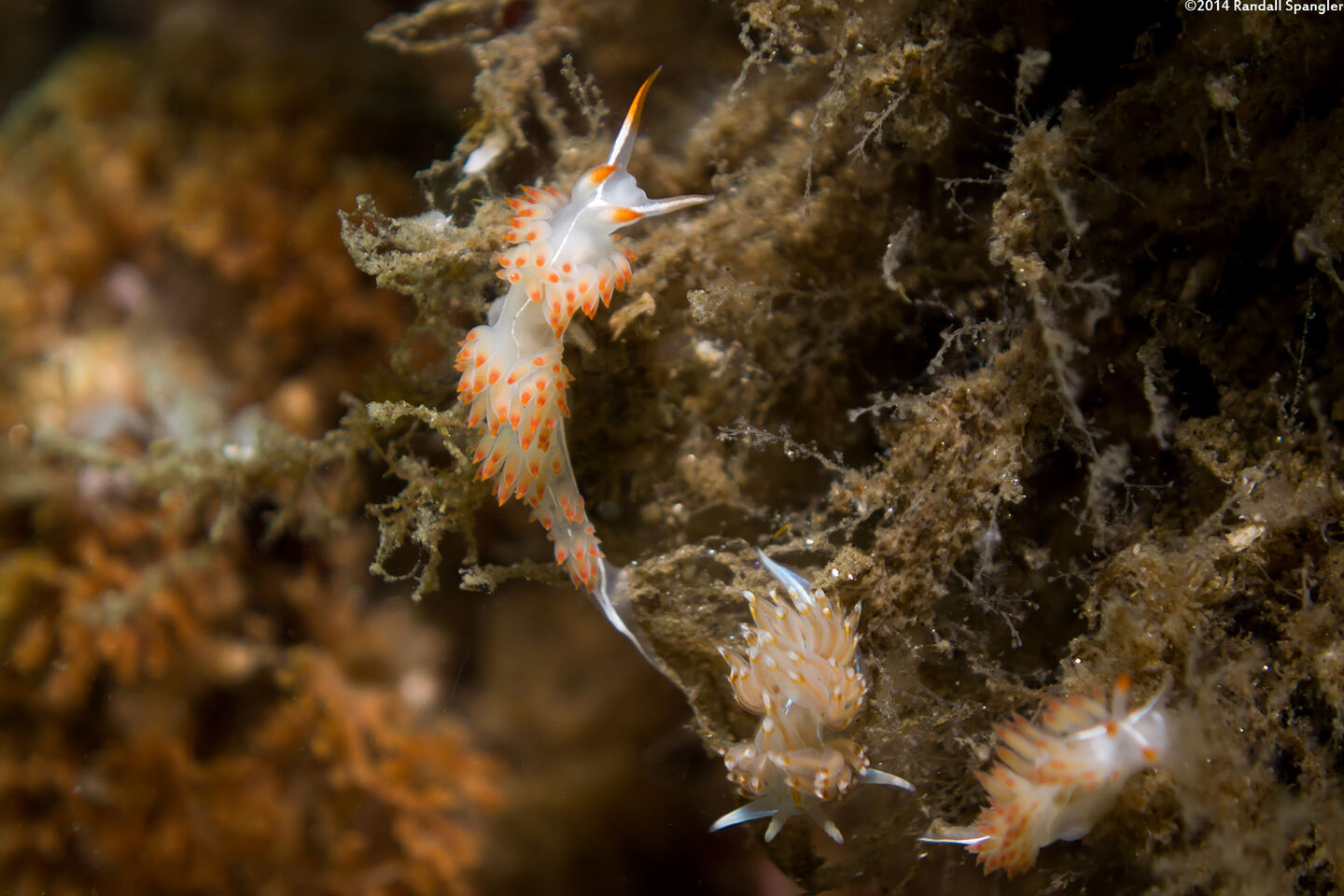 Coryphella trilineata (Three-Lined Aeolid)