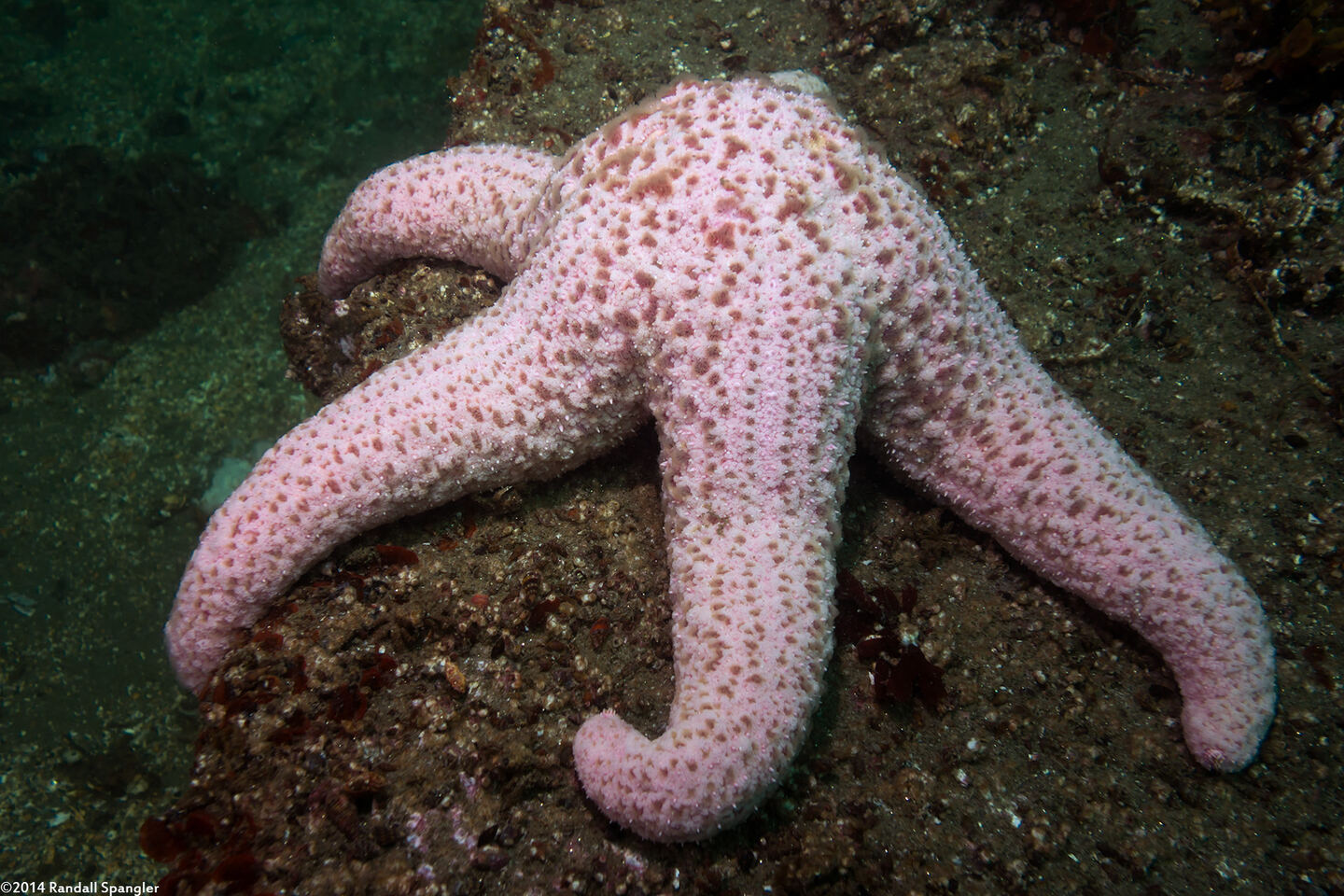 Pisaster brevispinus (Short-Spined Sea Star)