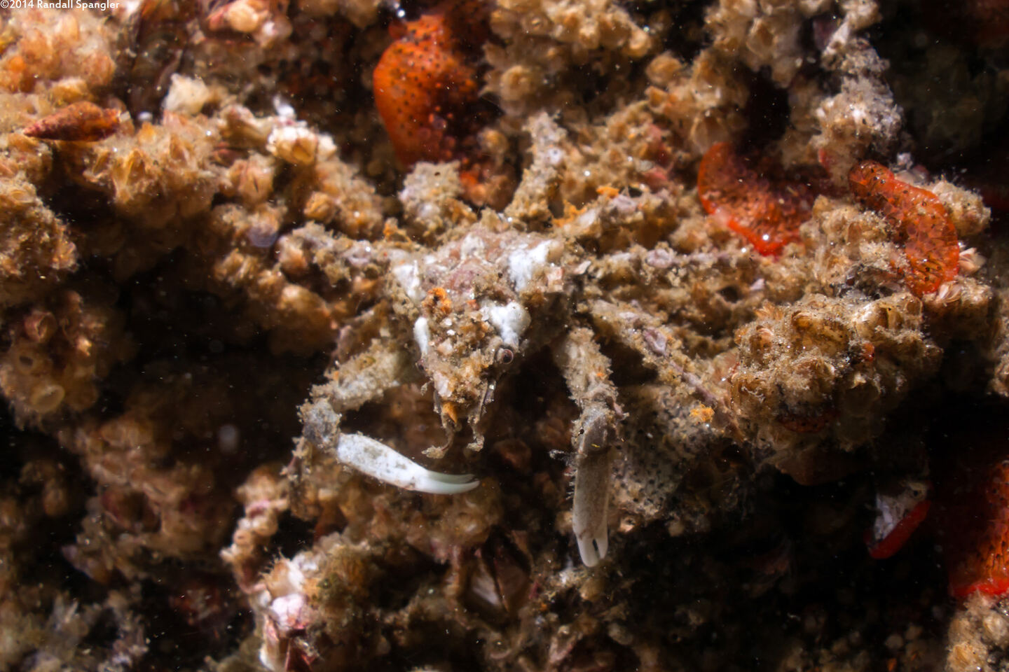 Loxorhynchus crispatus (Masking Crab)