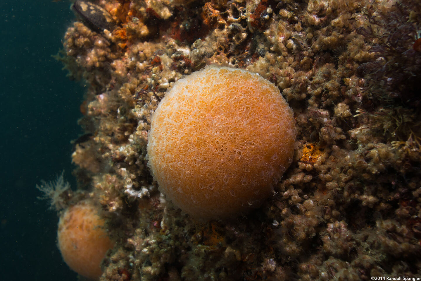 Aplidium solidum (Red Ascidian)