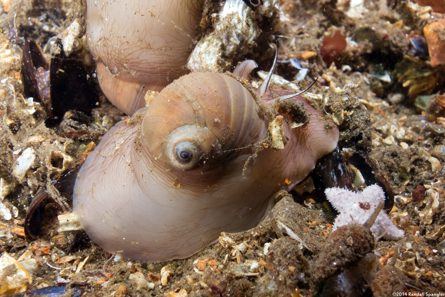 Neverita lewisii (Lewis's Moon Snail)