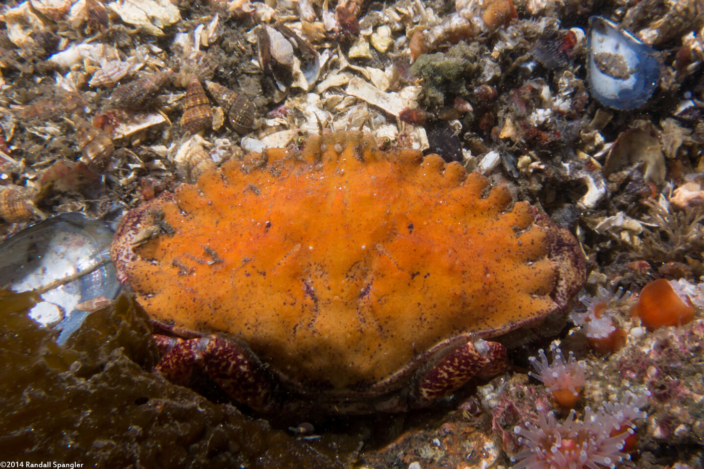 Cancer productus (Red Rock Crab)