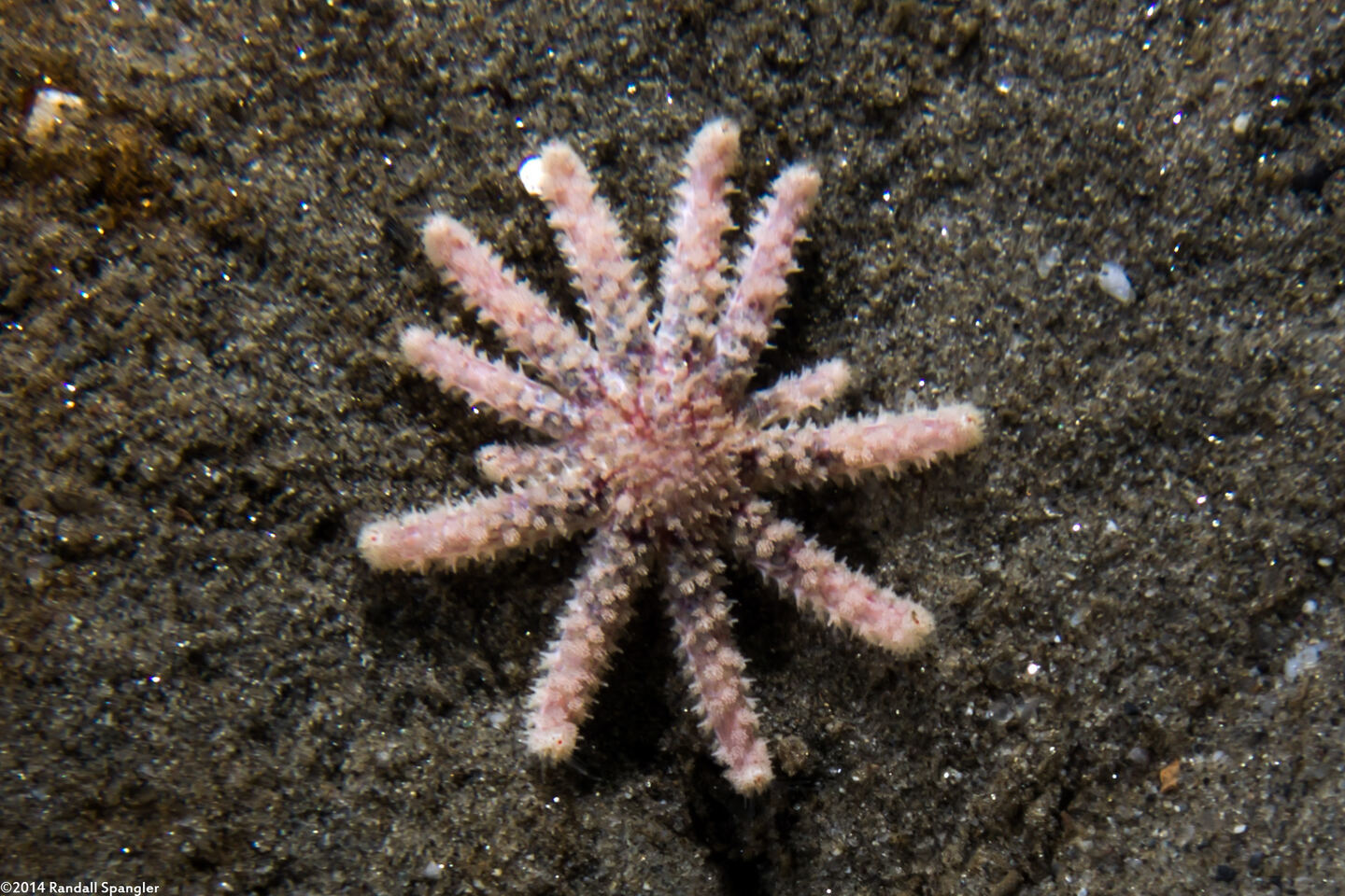 Pycnopodia helianthoides (Sunflower Star)