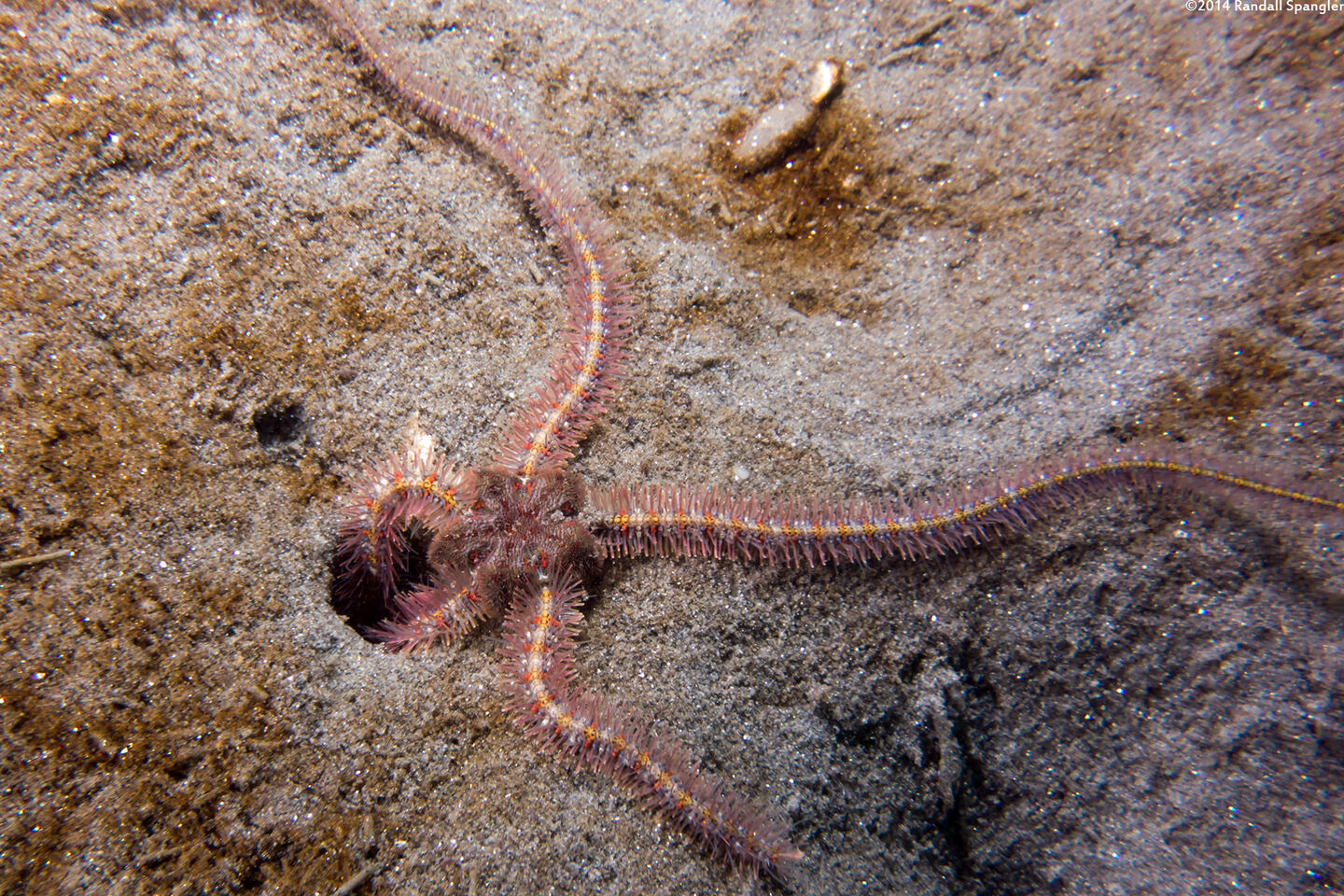 Ophiothrix spiculata (Spiny Brittle Star)