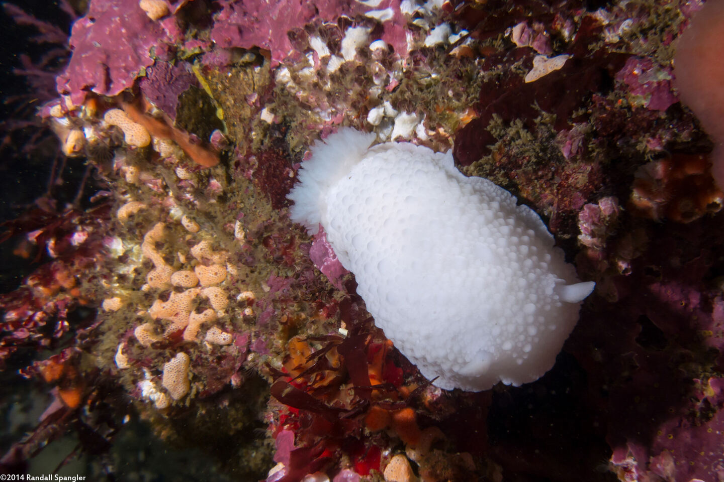 Doris odhneri (White Knight Dorid)