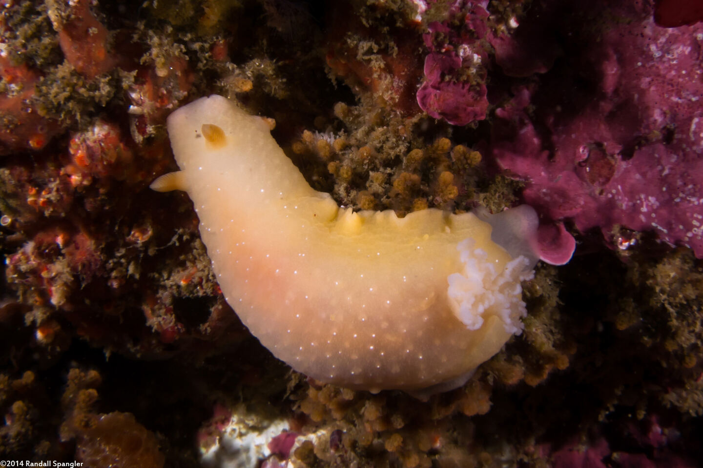 Doriopsilla fulva (White-Speckled Dorid)