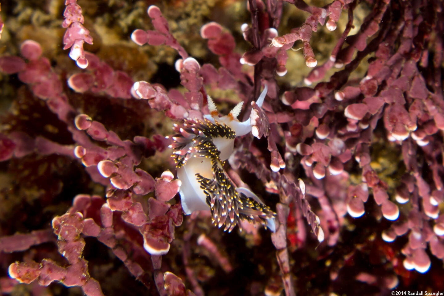 Phidiana hiltoni (Hilton's Aeolid)