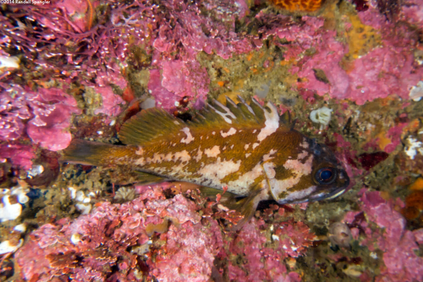 Sebastes carnatus (Gopher Rockfish)