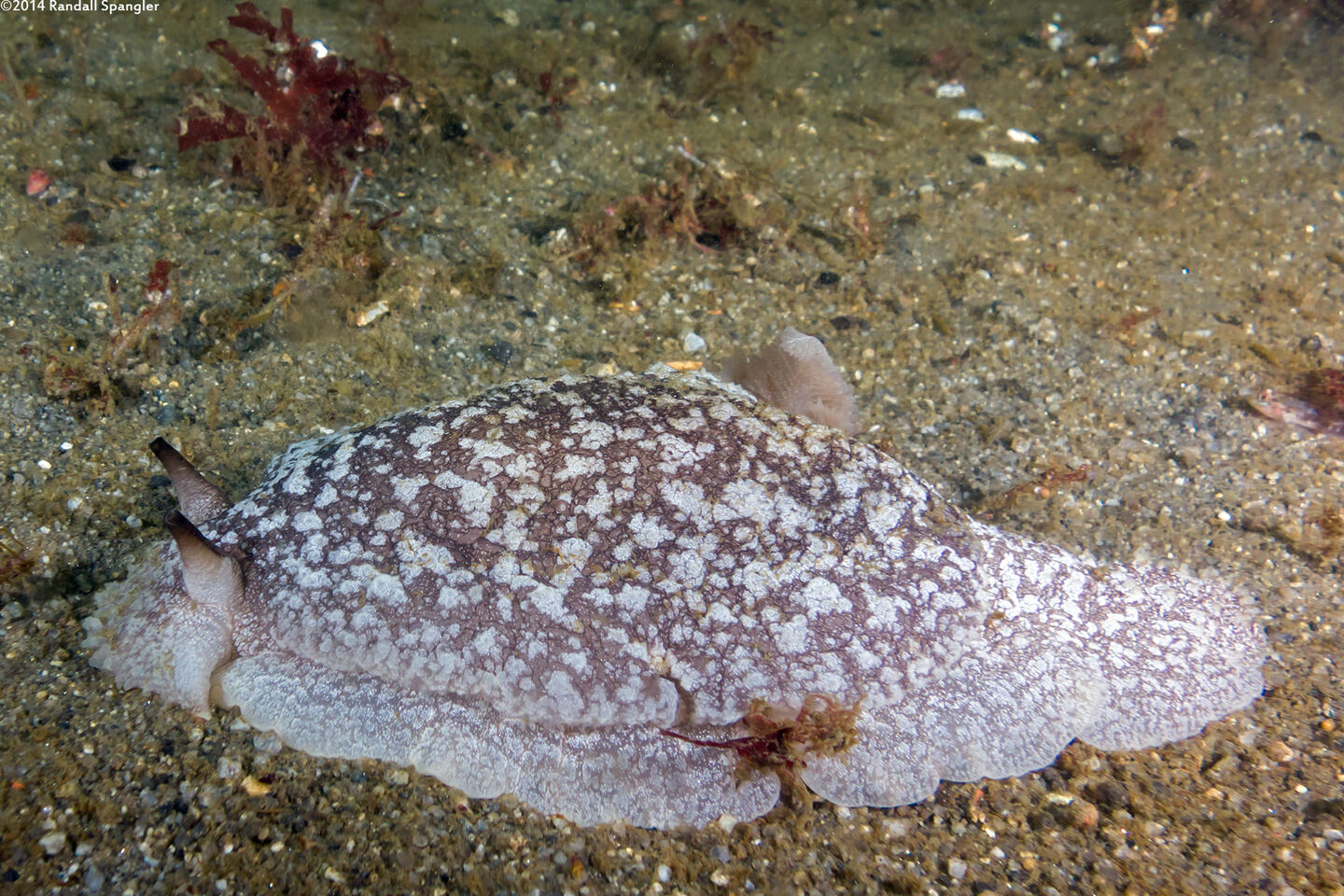 Pleurobranchaea californica (California Sidegill)