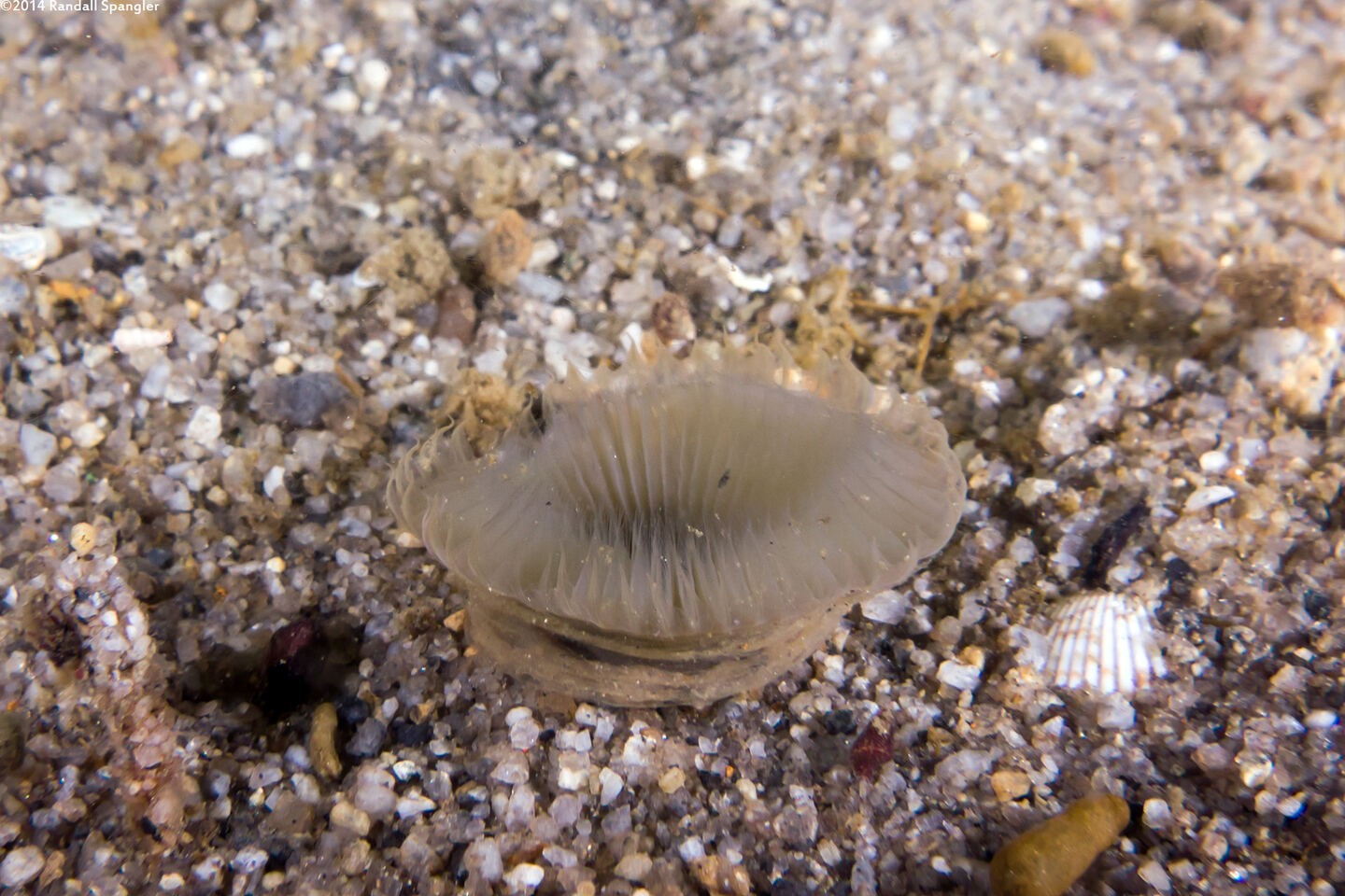 Myxicola sp.1 (Slime Fan Worm)