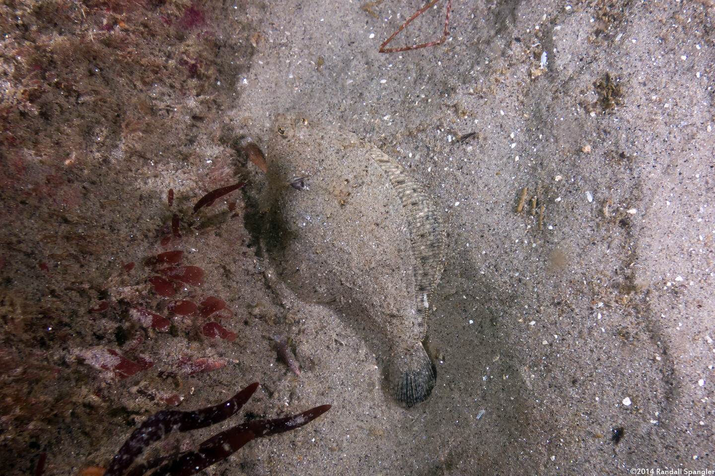 Citharichthys stigmaeus (Speckled Sanddab)