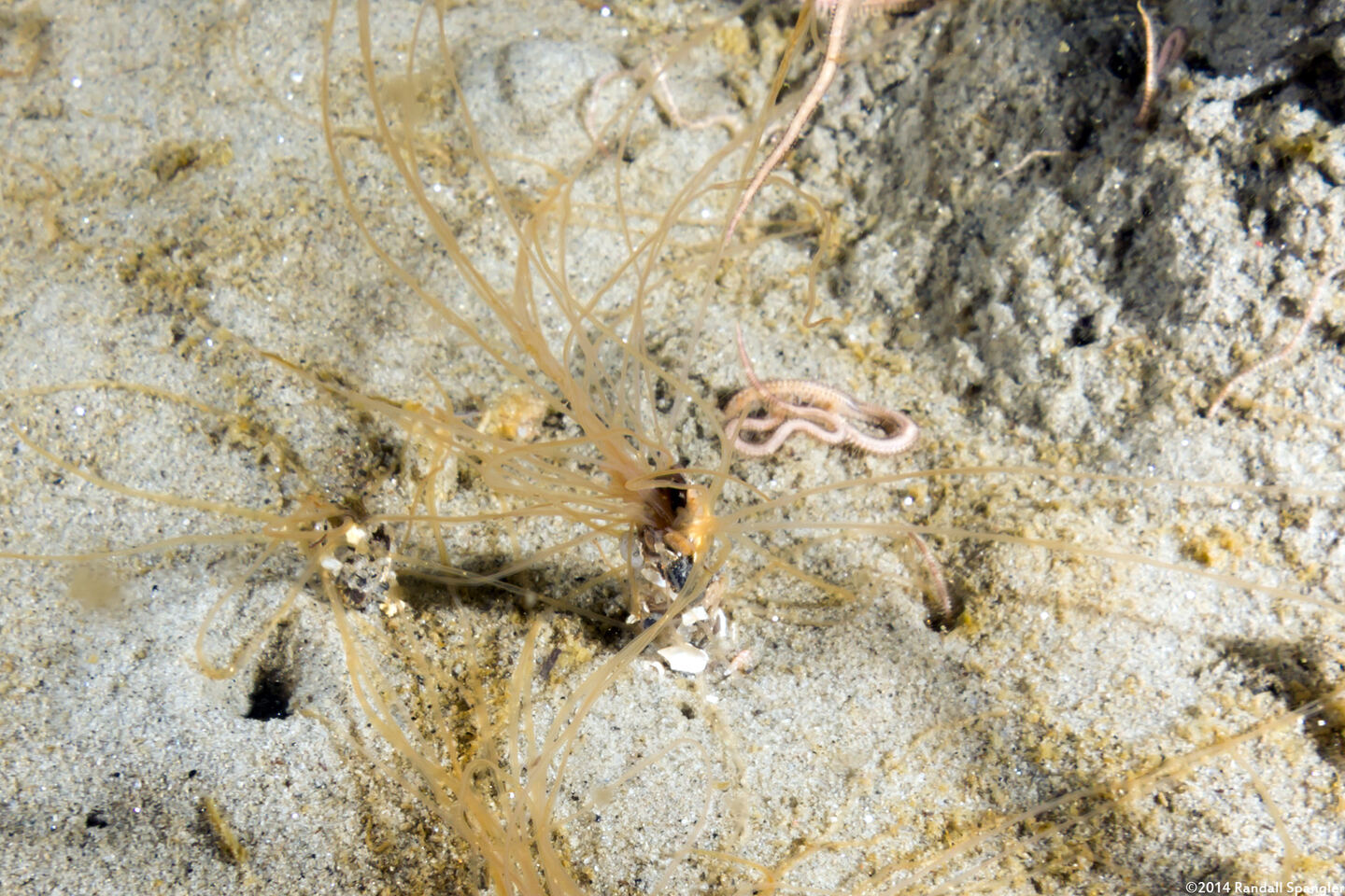 Thelepus crispus (Terebellid Worm)