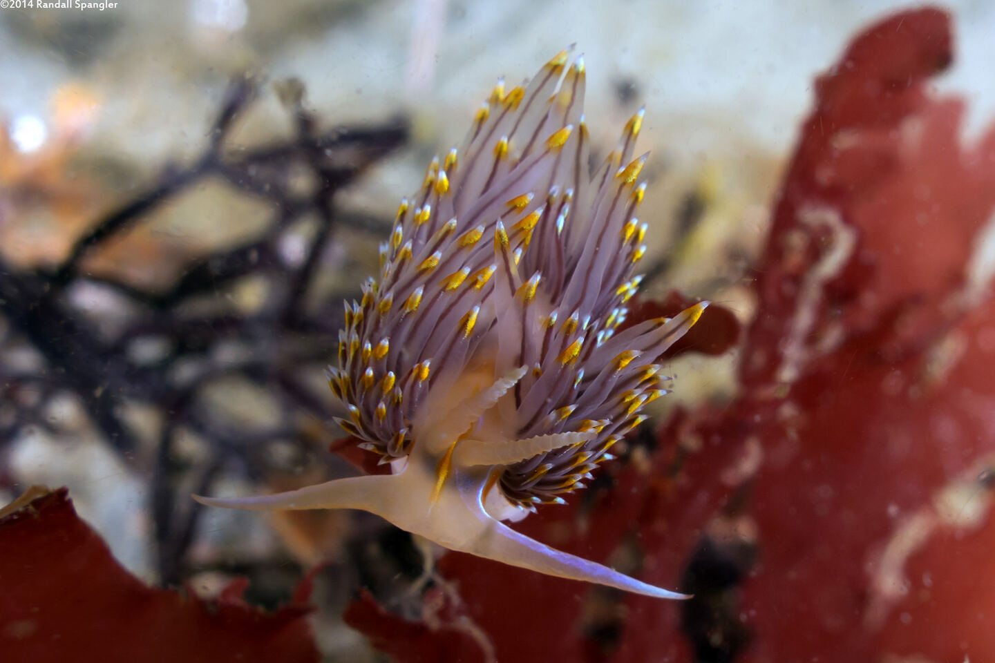 Hermissenda opalescens (Opalescent Nudibranch)