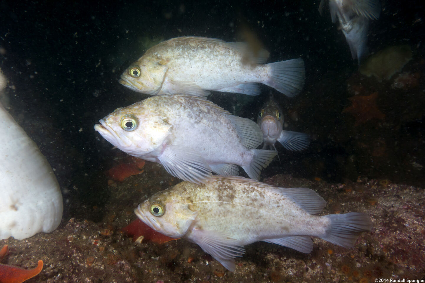 Sebastes atrovirens (Kelp Rockfish)