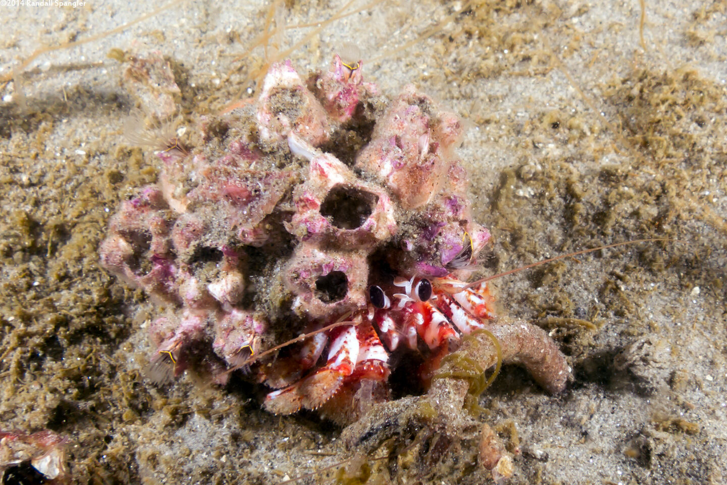 Pagurus armatus (Blackeyed Hermit Crab)