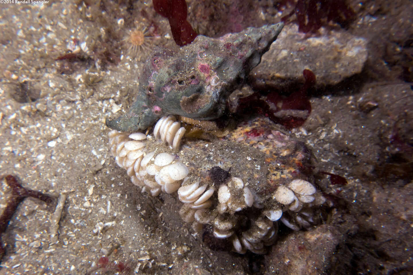 Kelletia kelletii (Kellet's Whelk)