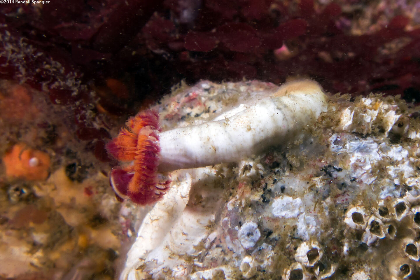 Serpula columbiana (Serpulid Worm)