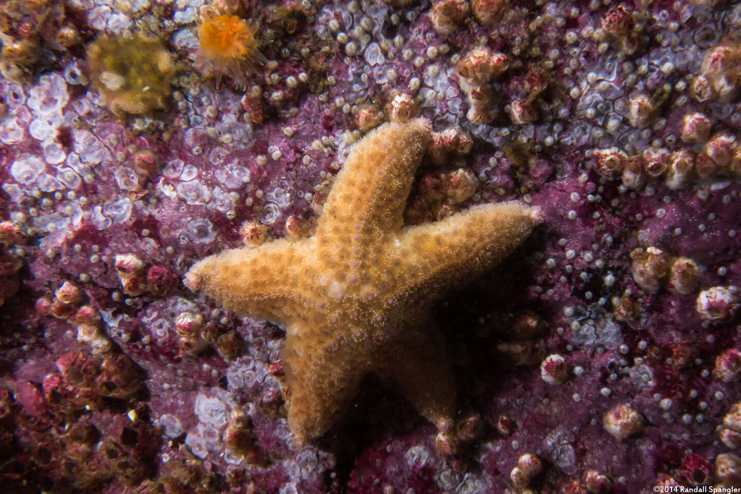 Pisaster giganteus (Giant Spined Star)