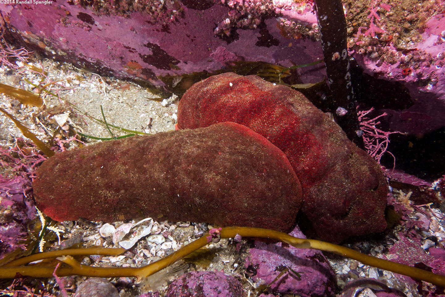 Cryptochiton stelleri (Gumboot Chiton)