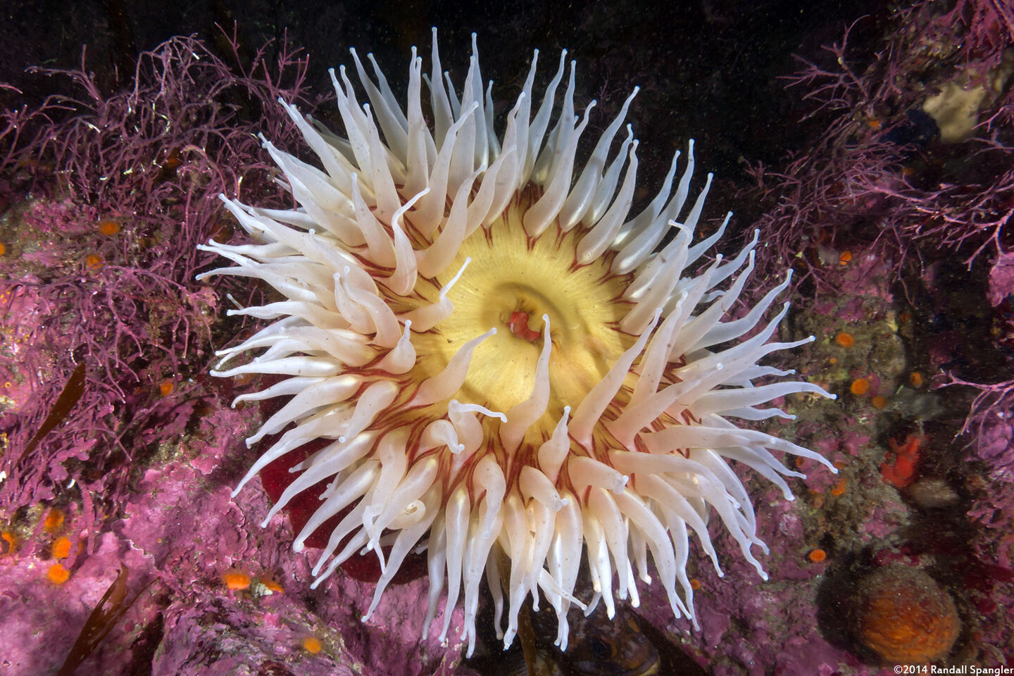 Urticina piscivora (Fish-Eating Urticina)