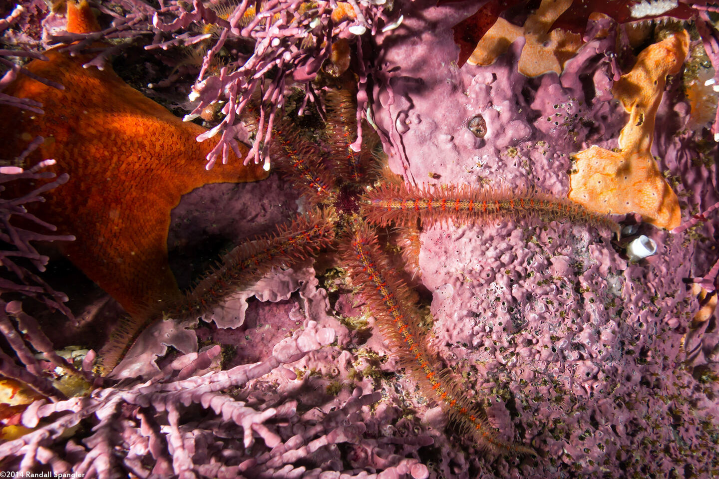 Ophiothrix spiculata (Spiny Brittle Star)