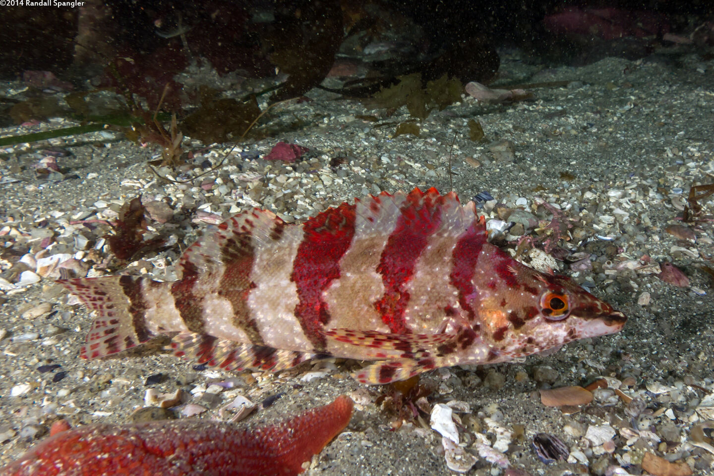 Oxylebius pictus (Painted Greenling)