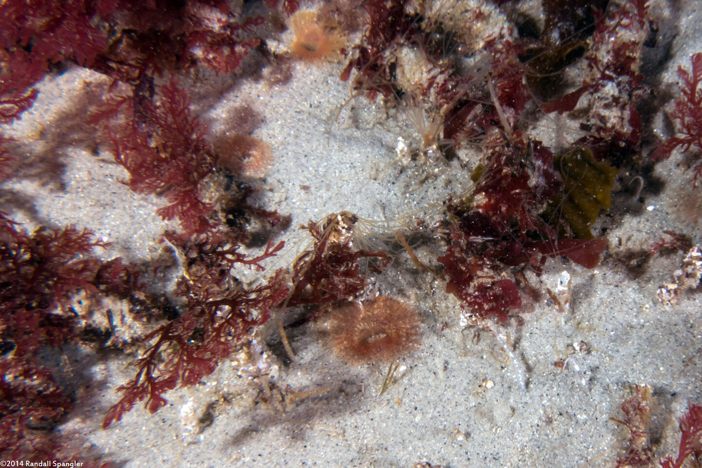 Sabellidae sp.5 (Sabellidae sp.5)