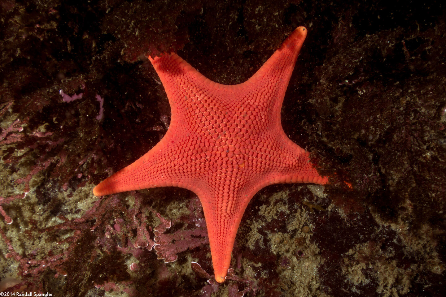 Mediaster aequalis (Red Sea Star)