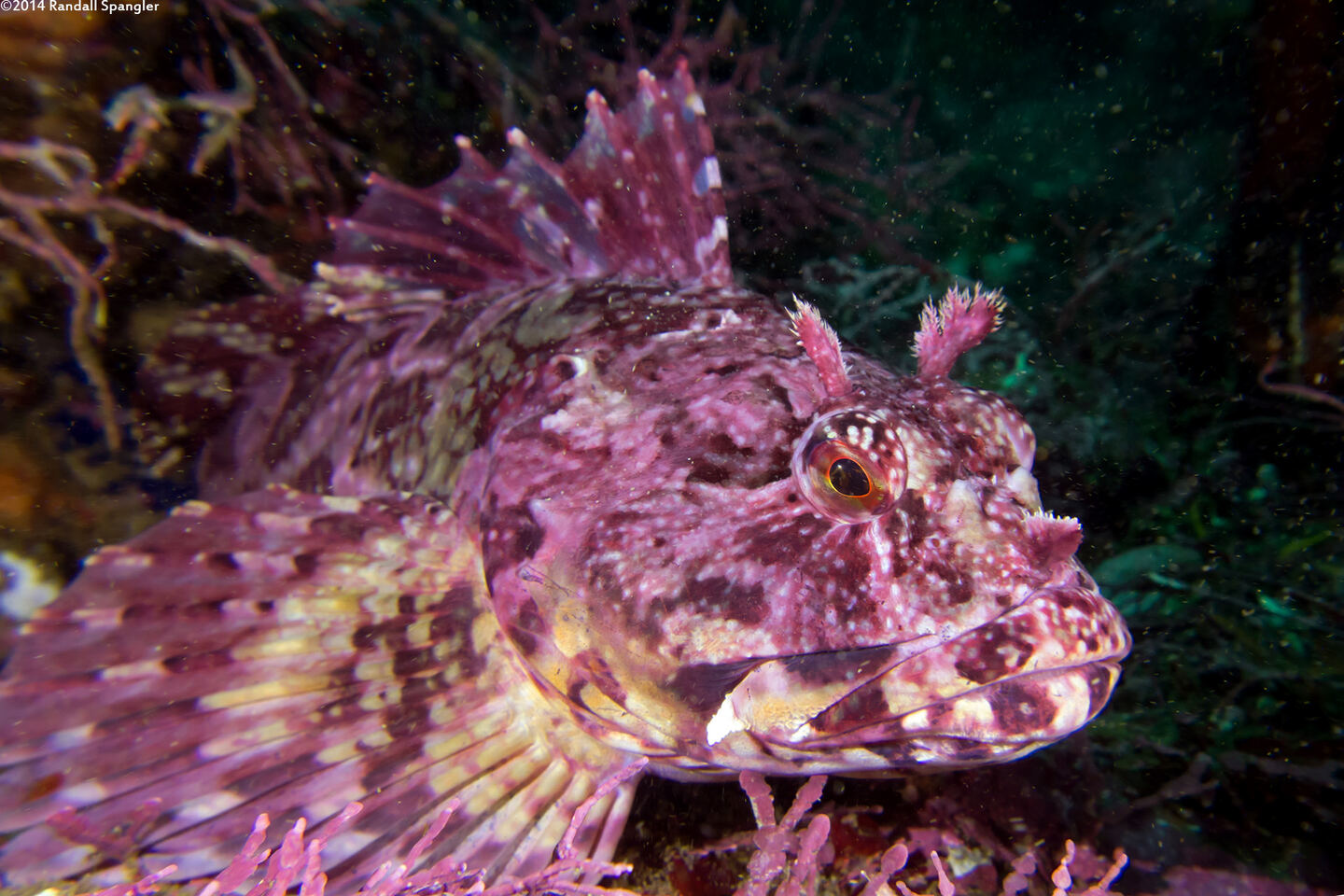 Scorpaenichthys marmoratus (Cabezon)