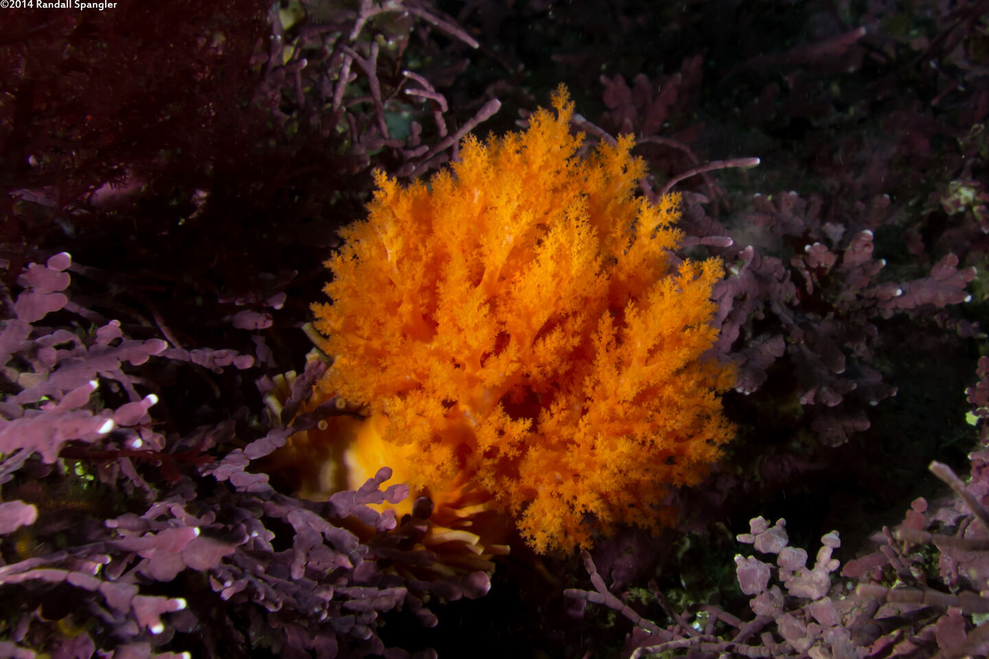 Cucumaria miniata (Orange Sea Cucumber)