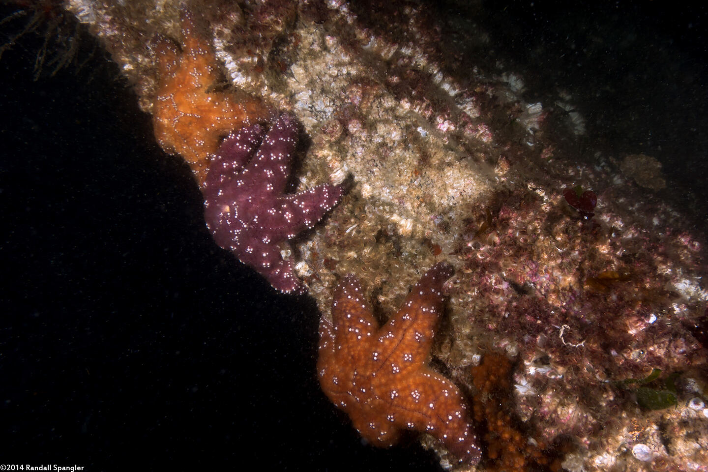 Pisaster ochraceus (Ochre Star)