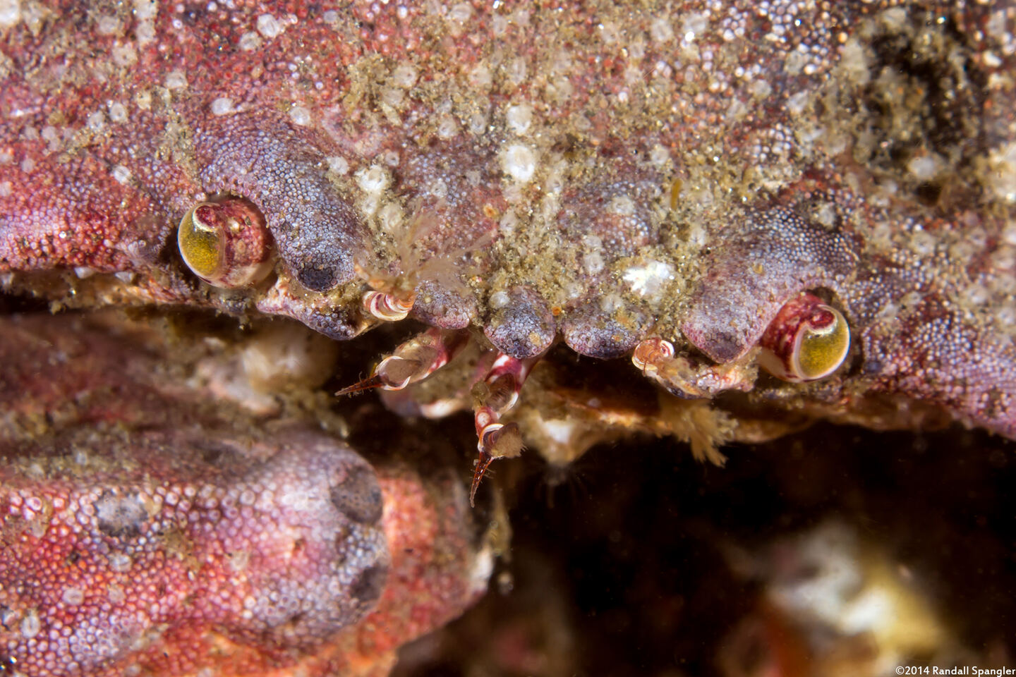Cancer productus (Red Rock Crab)