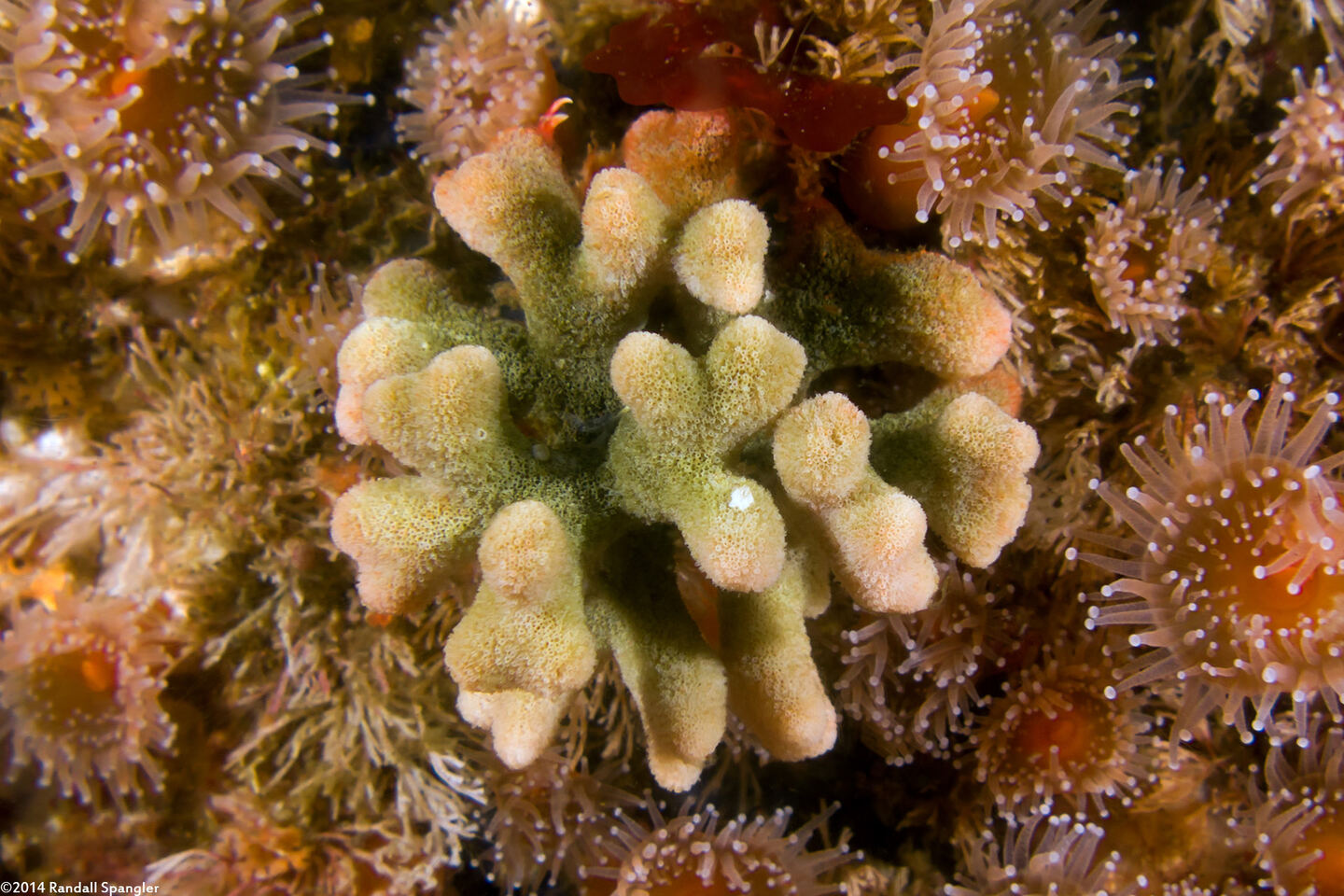 Heteropora pacifica (Northern Staghorn Bryozoan)
