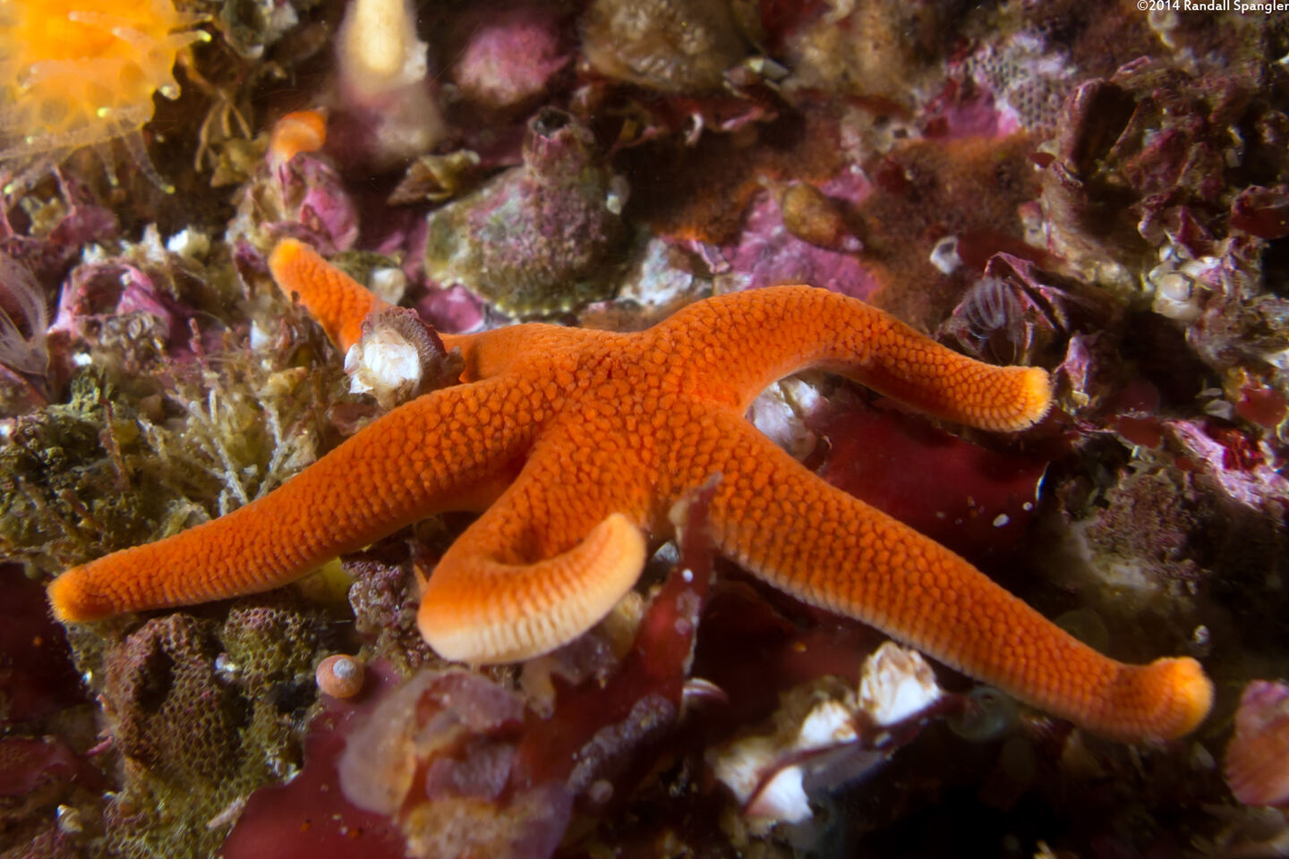 Henricia leviuscula (Blood Star)
