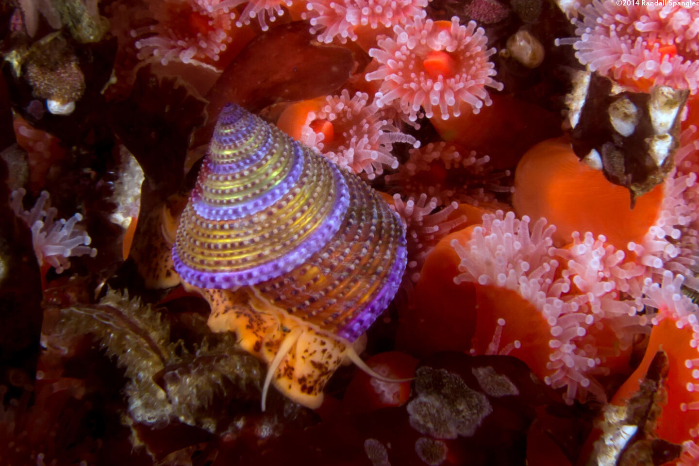 Calliostoma annulatum (Blue-Ring Top Snail)