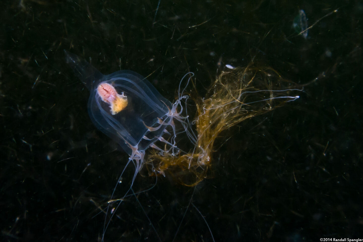 Leuckartiara sp.1 (Leuckartiara sp.1)