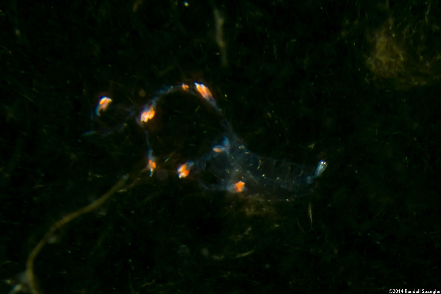 Nanomia bijuga (Nanomia Bijuga)