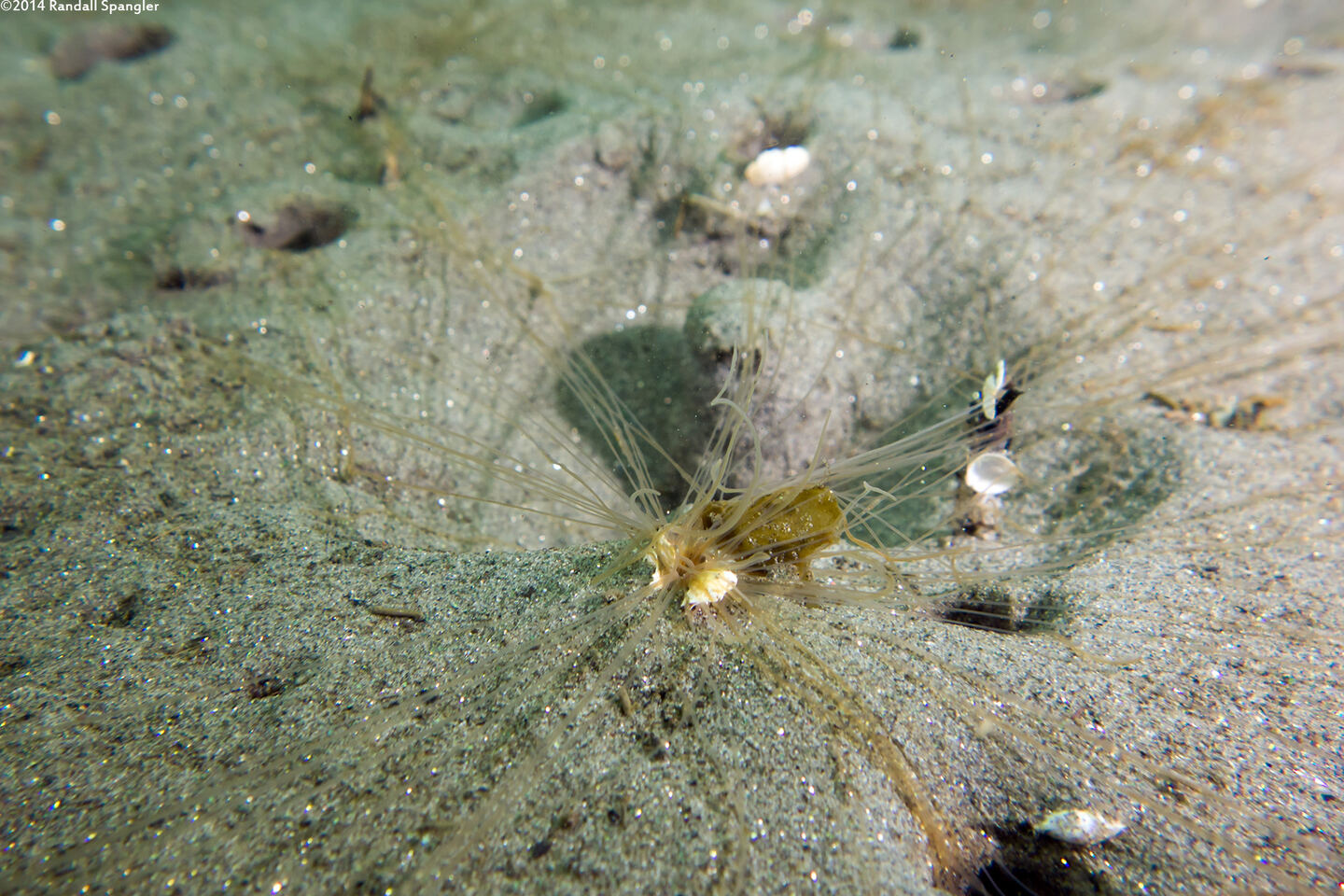 Thelepus crispus (Terebellid Worm)