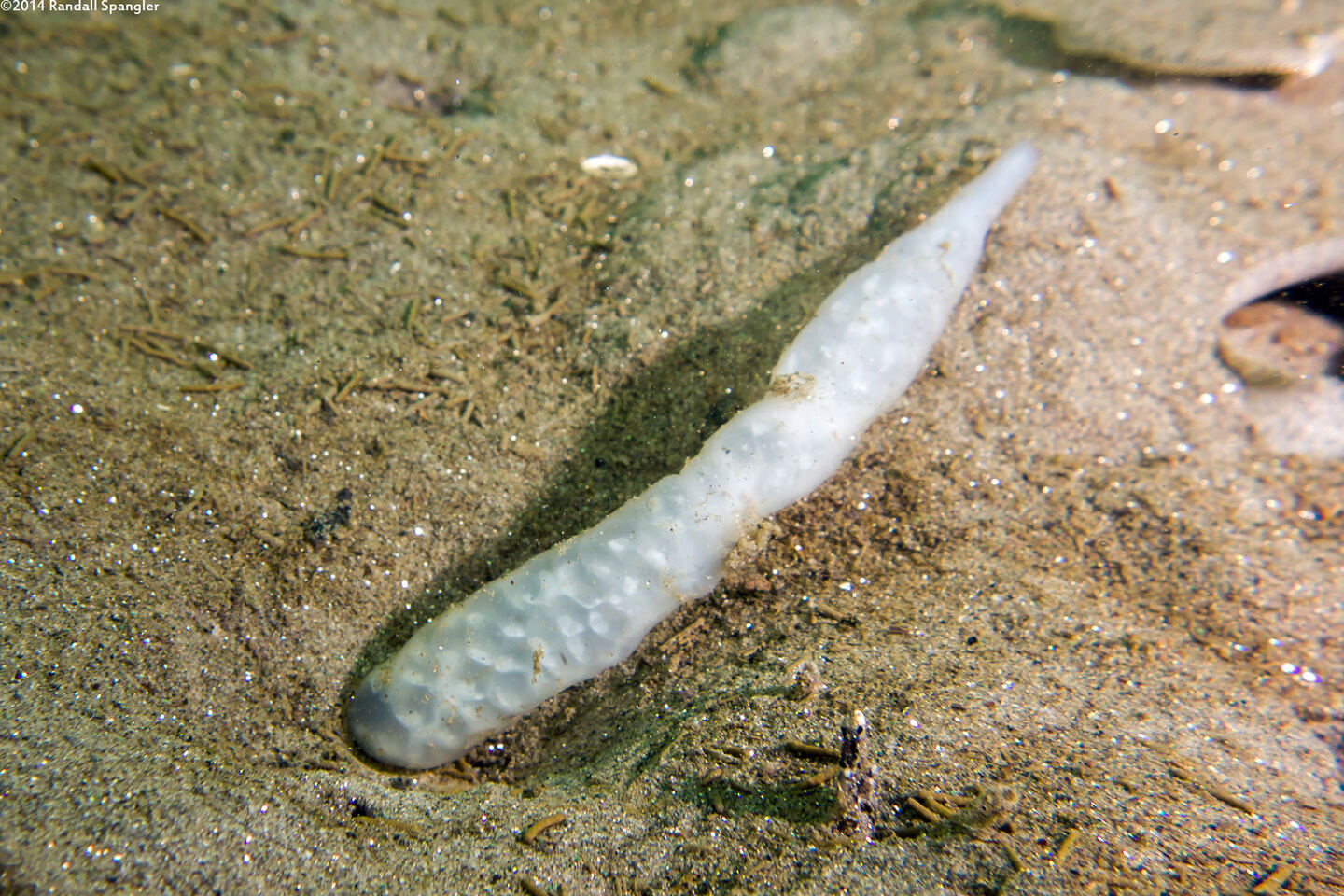 Doryteuthis opalescens (Market Squid)