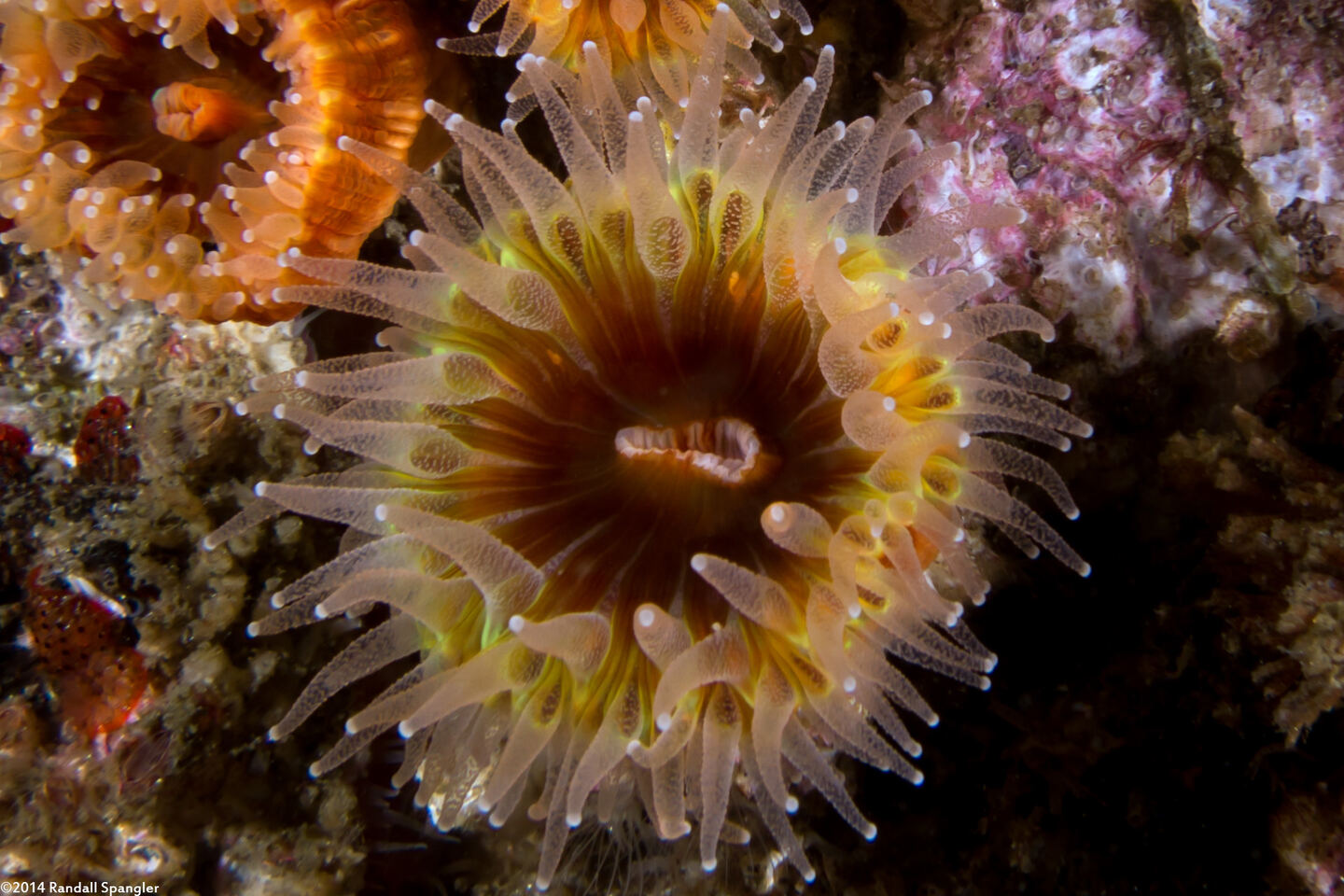 Paracyathus stearnsii (Brown Cup Coral)