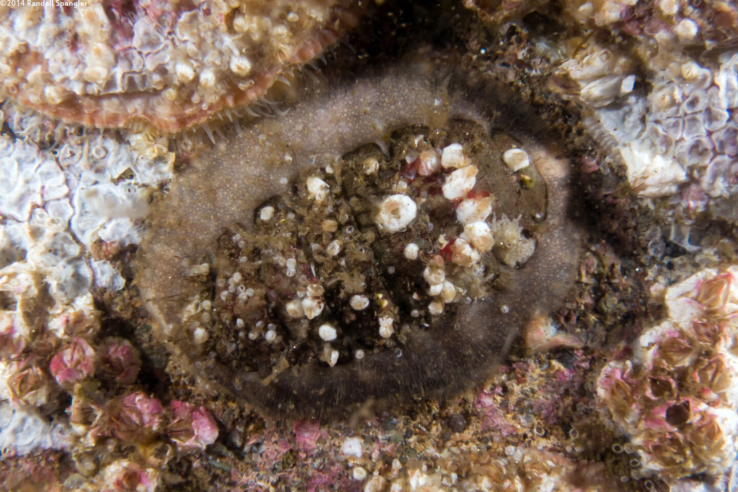 Mopalia hindsii (Hinds' Mopalia)