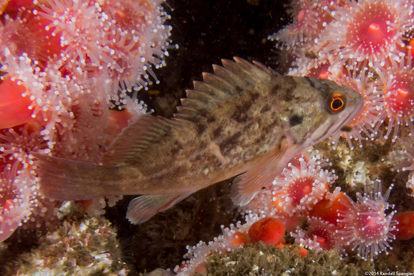 Sebastes auriculatus (Brown Rockfish)