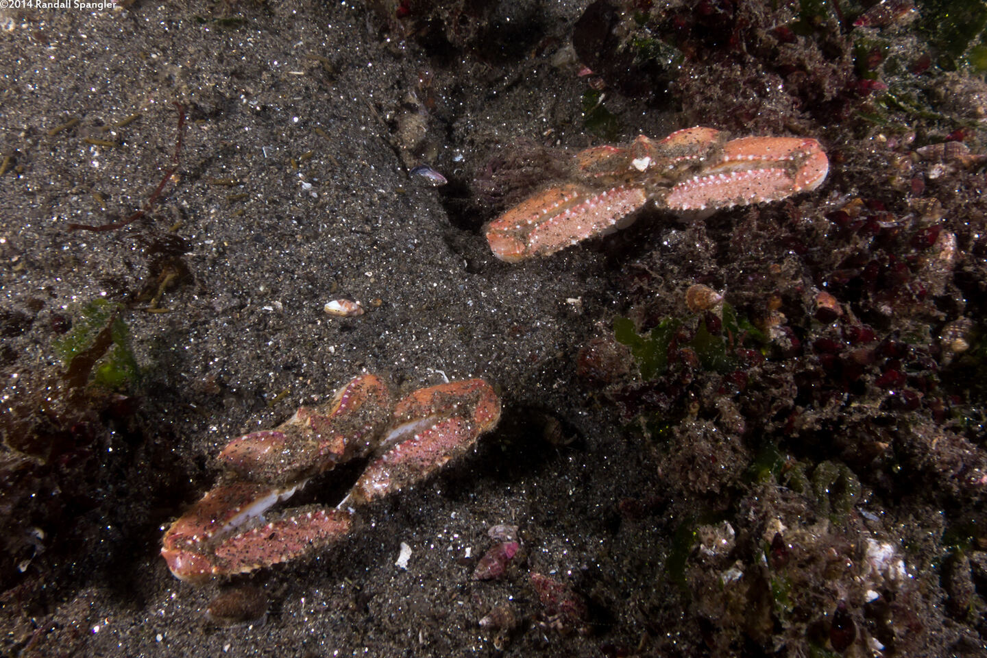 Latulambrus occidentalis (Sandflat Elbow Crab)