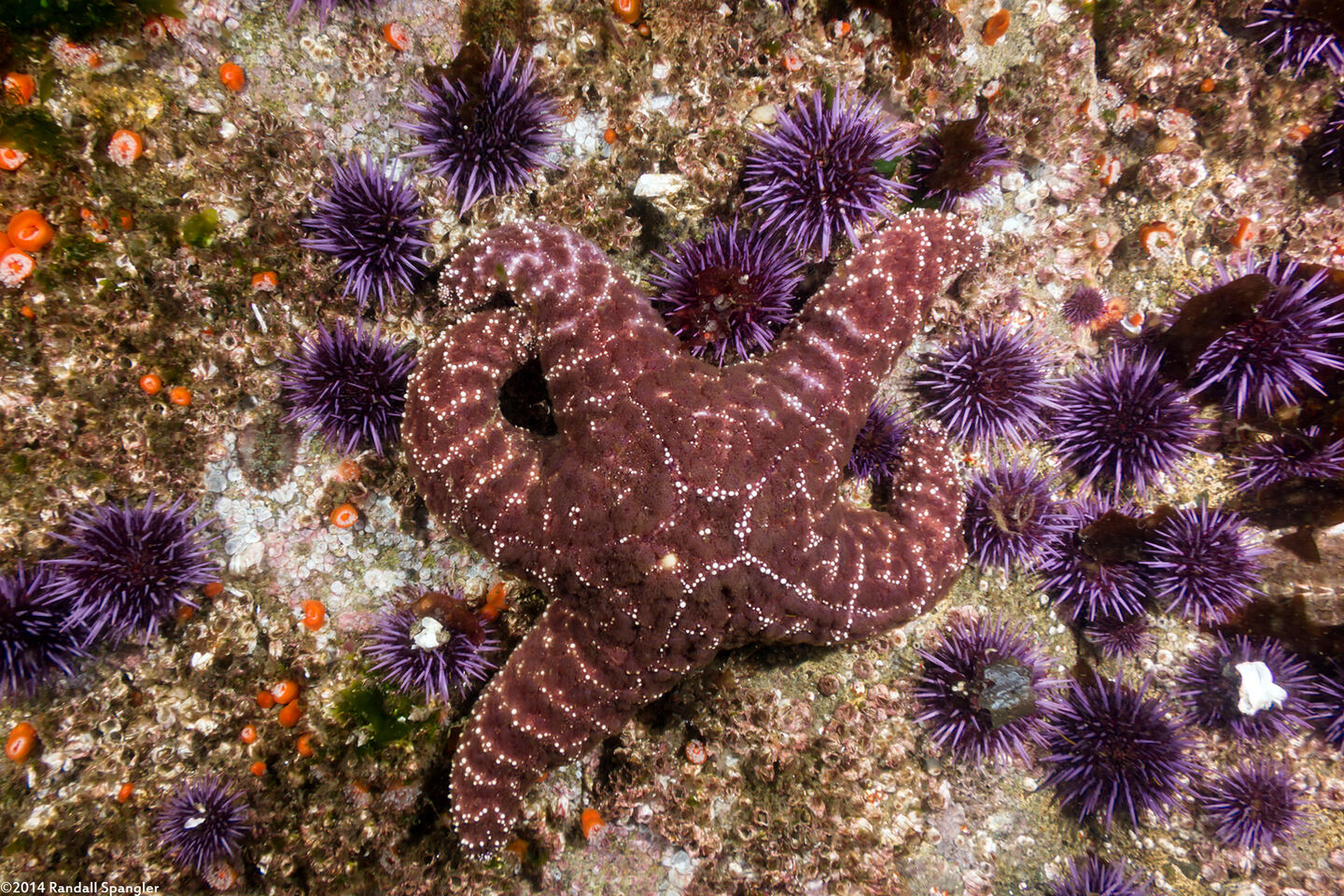 Pisaster ochraceus (Ochre Star)