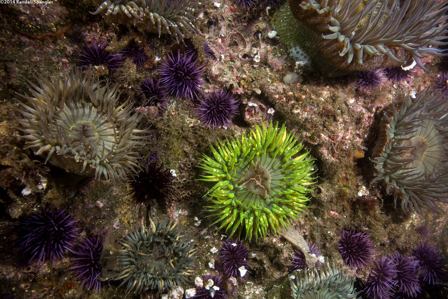 Anthopleura sola (Sunburst Anemone)