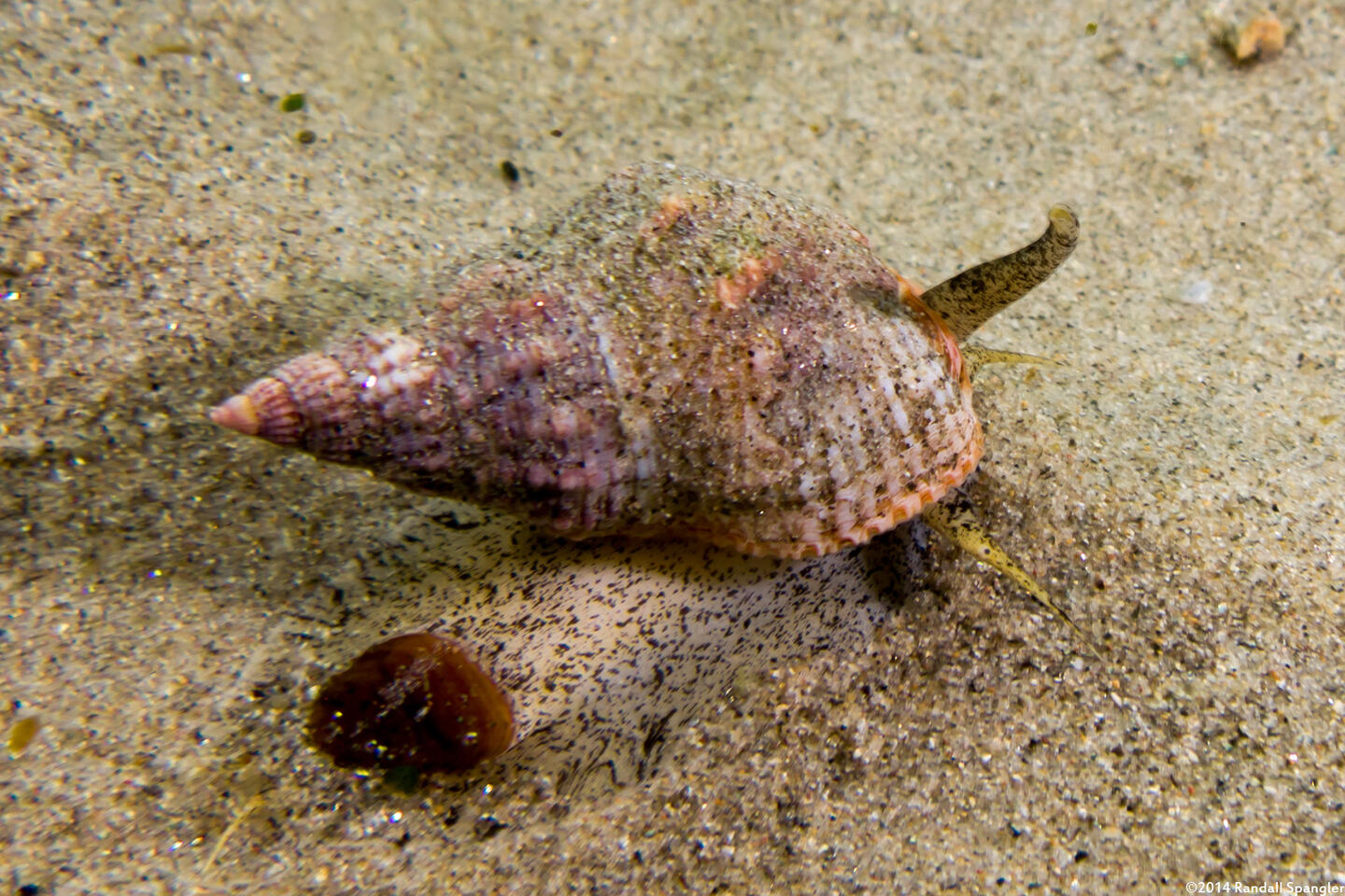 Nassarius fossatus (Giant Western Nassa)