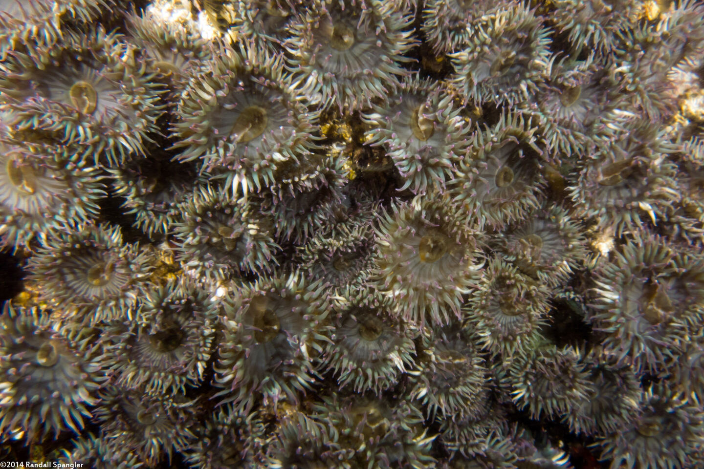 Anthopleura elegantissima (Aggregating Anemone)