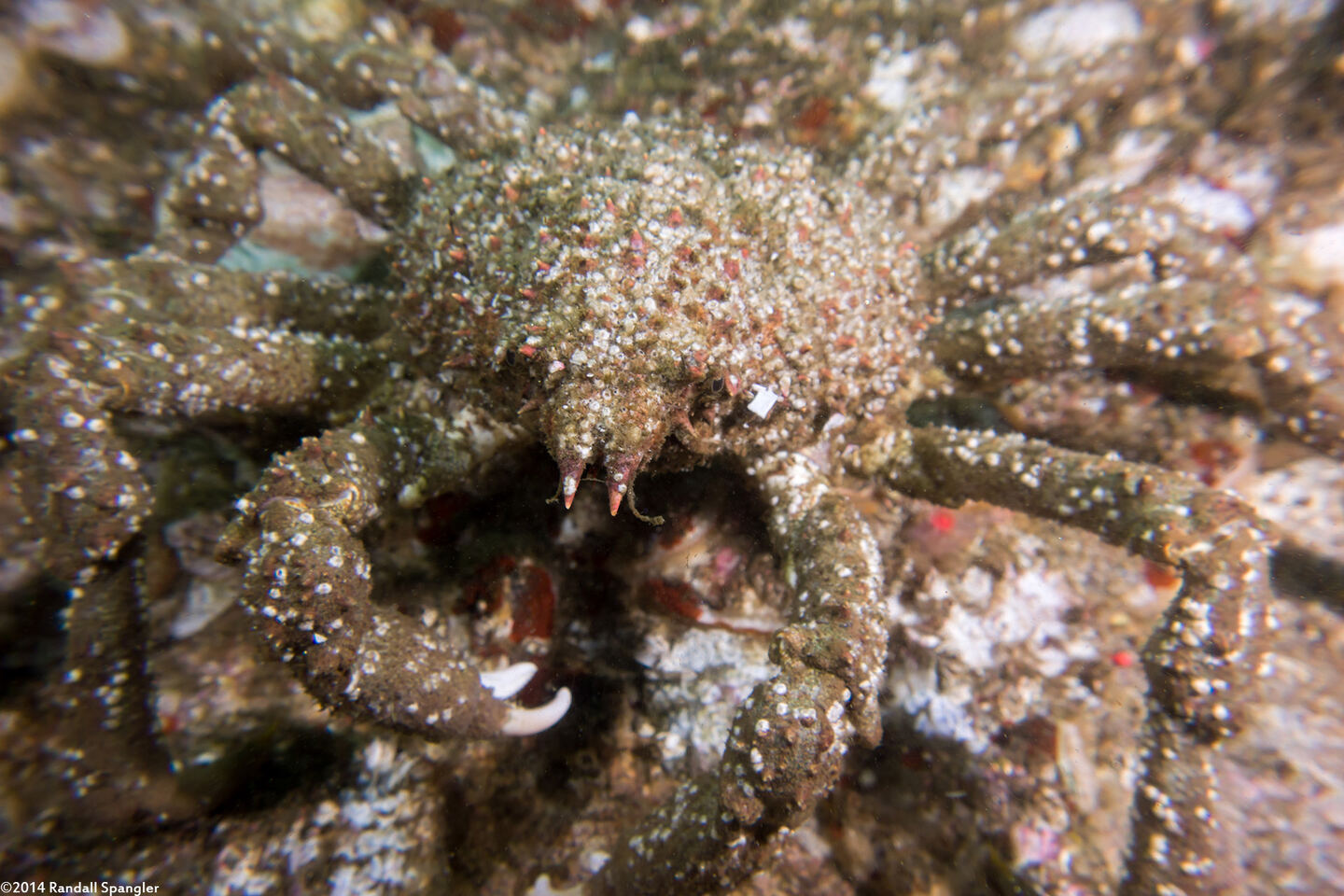Loxorhynchus grandis (Sheep Crab)