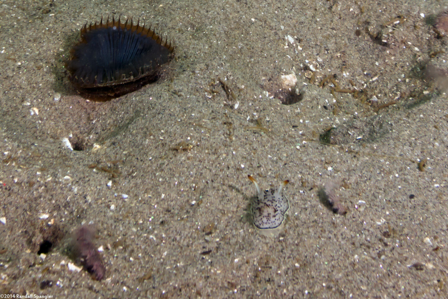 Acanthodoris rhodoceras (Red Horned Nudibranch)